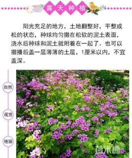 红花酢浆草种球