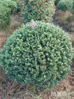 冠幅130厘米龟甲冬青球