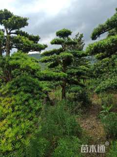 原生苗造型罗汉松