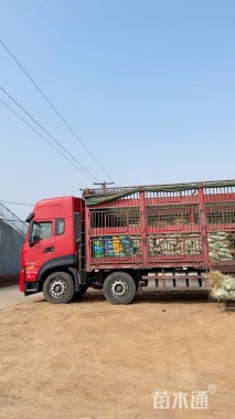 高度30厘米矮牵牛