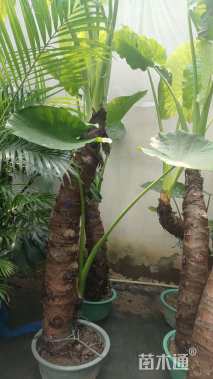 高度120厘米海芋