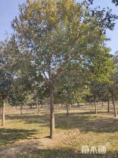 18公分大叶女贞