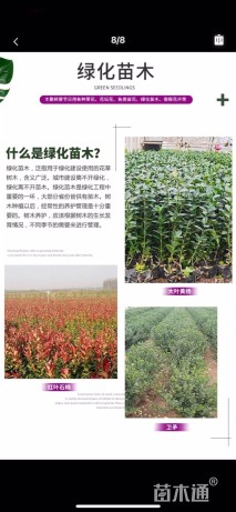 高度15厘米卫矛