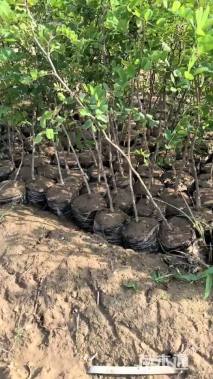 高度50厘米紫穗槐