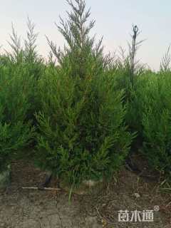 高度150厘米塔柏