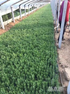 高度10厘米薰衣草