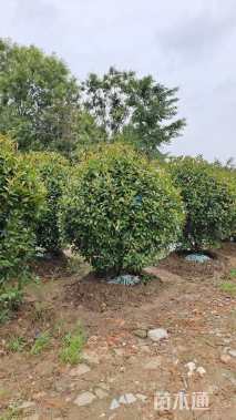 冠幅220厘米红叶石楠球