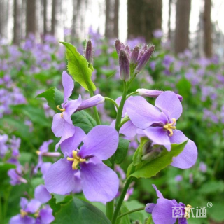 主蔓长25厘米扶芳藤