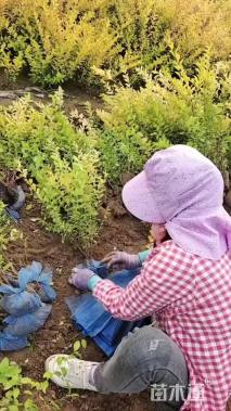 高度60厘米金叶女贞