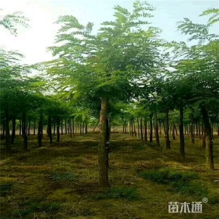 8公分刺槐