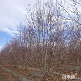 高度650厘米丛生红枫