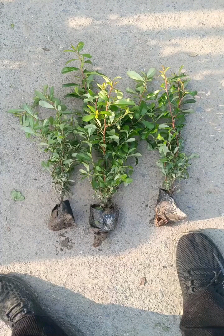高度40厘米小丑火棘小苗