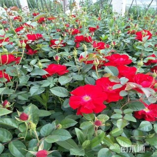 高度40厘米红帽月季