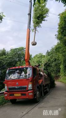 10公分乐昌含笑