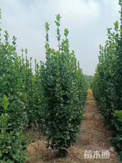 高度200厘米北海道黄杨柱