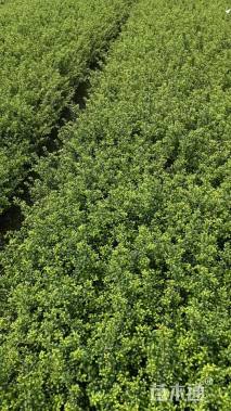 高度30厘米龟甲冬青