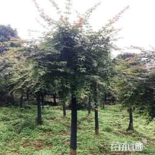 10公分红枫