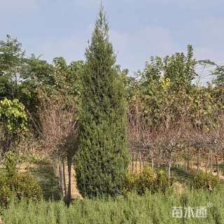 高度100厘米圆柏