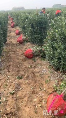 冠幅80厘米大叶黄杨球