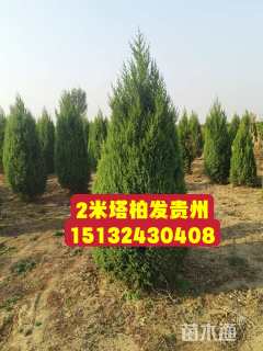 高度150厘米塔桧