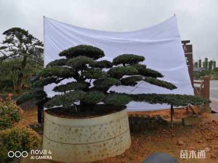 移栽苗造型罗汉松