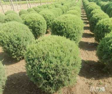 高度60厘米圆柏