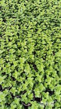 高度15厘米紫花地丁