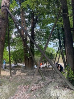 20公分(3杆)丛生香樟