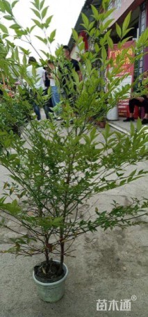 高度70厘米南天竹