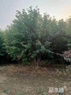 高度450厘米丛生元宝枫