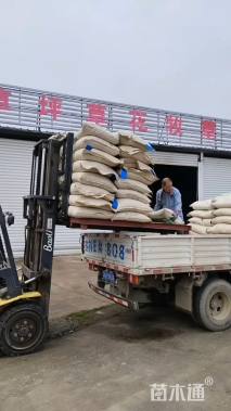 亦运林篆金鸡菊种子