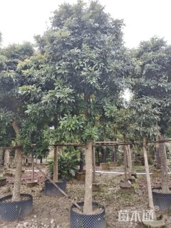 14公分海南红豆