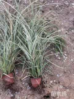 高度50厘米花叶芒