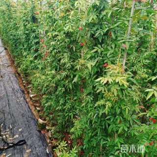 200厘米藤本月季