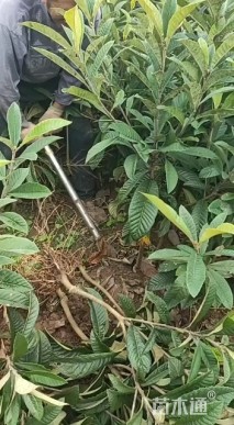 高度50厘米枇杷小苗