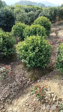 冠幅100厘米含笑球