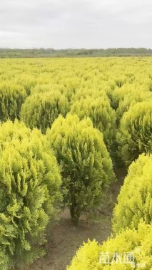 冠幅60厘米洒金柏球