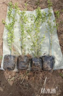 高度40厘米小叶女贞