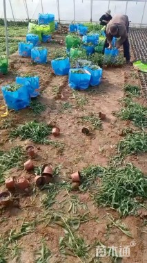 高度20厘米柳叶马鞭草