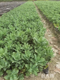 高度20厘米八宝景天