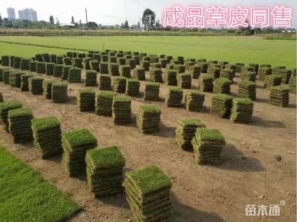 80厘米爬山虎