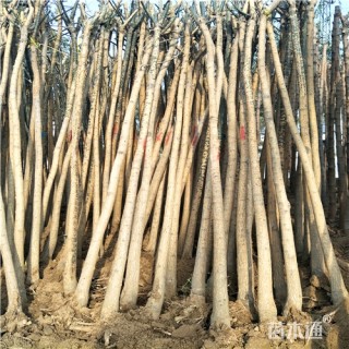 5公分国槐