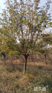 14公分日本晚樱