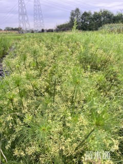 高度80厘米纸莎草