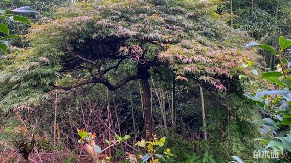 高度230厘米羽毛枫