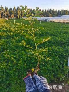 高度40厘米四季玫瑰