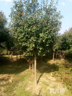 8公分高杆红叶石楠