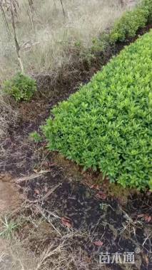 高度25厘米杜鹃