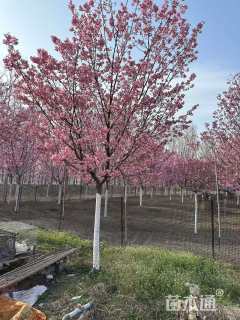 8公分樱花