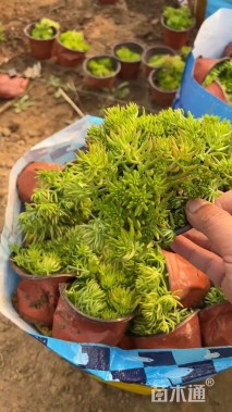 高度10厘米黄金条